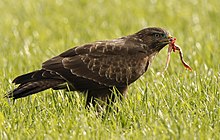 Buse variable dans l'herbe, tenant un reste d'amphibien dans son bec.