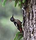 Miniatura para Dendrocopos himalayensis