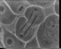 File:Historic phase contrast microscopy video, CIL39288.ogv