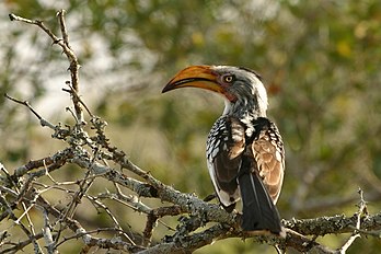 Un calao leucomèle (Tockus leucomelas) perché sur une branche, dans une réserve de chasse près du parc national Kruger. (définition réelle 2 000 × 1 333)