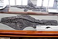 Ichthyosaurus breviceps