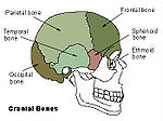 Miniatura per Fractura de la base del crani