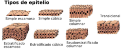 Miniatura para Células escamosas