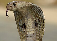 Cobra In India