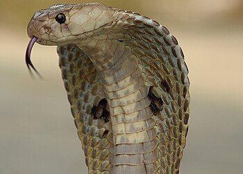English: Indian Spectacled Cobra, Naja Naja Fa...