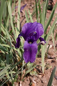 Description de l'image Iris hoogiana - Fleur.jpg.