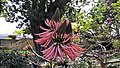 Erythrina in de Jardín de Aclimatación de La Orotava