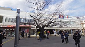 仙川駅前のシンボル・桜の木