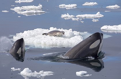 Kosatky při lovu tuleně ležícího na antarktické ledové kře poblíž Grahamovy země
