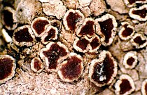 Apothecia