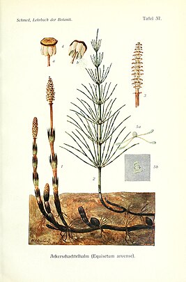 Prêle des champs (Equisetum arvense).