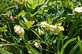 Helleborus sp.