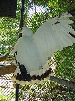 Fehér erdeiölyv (Leucopternis albicollis)