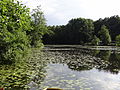 Schwimmblattvegetation auf den Littardkuhlen am Rand der Littard bei Rheurdt