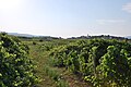 Winnice w okolicach Lumbardy