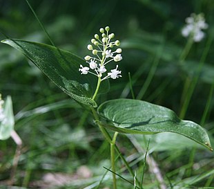 Almindelig majblomst (Maianthemum bifolium)Foto: Alinja