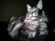 picture of a Maine Coon black silver tabby