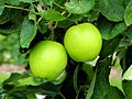 Malus domestica Manks Codlin Locatie De Kruidhof.JPG