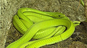 Mamba (Dendroaspis angusticeps) LC - least concern (ei trüüwet)