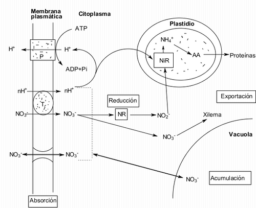 Proceso de absorción de iones nitrato a la raíz de una embriofita desde el medio. P: bomba de protones ATPasa, T: transportador, NR: nitrato reductasa, NiR: nitrito reductasa, AA: aminoácidos.