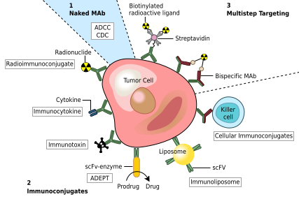 monoclonal antibodies antibody cancer therapy wikipedia adcc cell mab human cytotoxicity dependent anti fully cdc complement adept enzyme directed prodrug