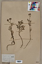 Herbarium exemplaren