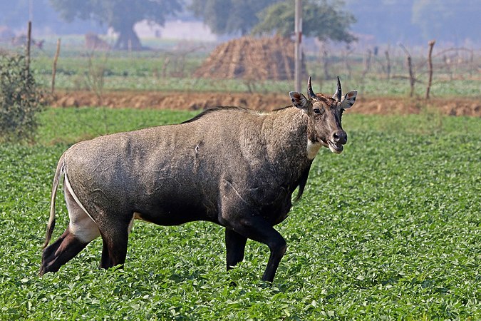 在马铃薯田里的雄性藍牛羚（Boselaphus tragocamelus），摄于印度中央邦贾姆特拉。