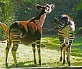 Okapi in Zoo Berlijn