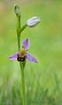 8. Méhbangó (Ophrys apifera) virággal, bimbóval és egy apró pók, a törpepókfélék (Theridiidae) családjába tartozó Phylloneta impressa (javítás)/(csere)