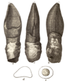Oplosaurus tooth