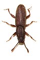 Kalmár fogasnyakú-lapbogár (Oryzaephilus mercator)