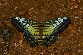 Parthenos sylvia-Kadavoor-2016-06-25-001