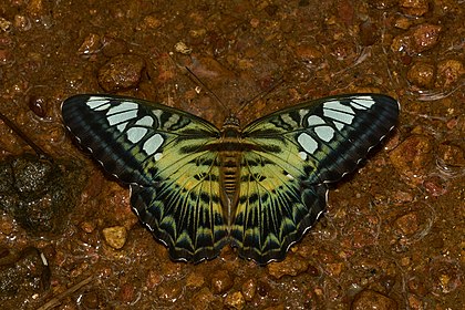 Borboleta Clipper (Parthenos sylvia) em uma poça de água, Kadavoor, Querala, Índia. (definição 6 000 × 4 000)