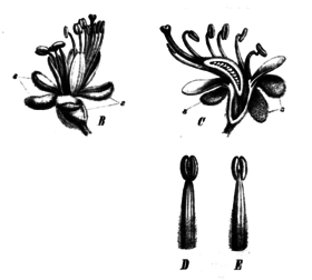 Ilustração de Peltogyne paniculata.