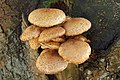 !Pholiota.squarrosa!