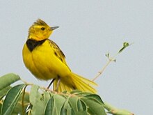 Pipit Golden by Mark Tittley.jpg