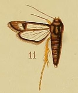 Chamanthedon fulvipes