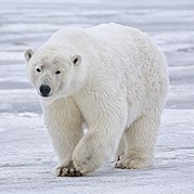 Polar Bear - Alaska (cropped).jpg