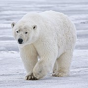 White bear on snow