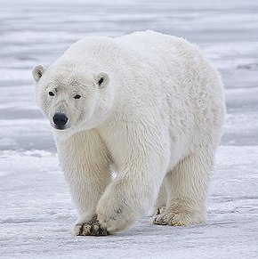 Descripcion d'l'imatge Polar Bear - Alaska (cropped).jpg.