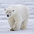 A female polar bear