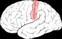 200px-Postcentral_gyrus.png