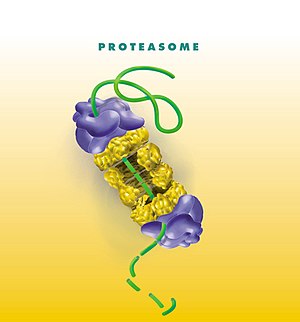 Proteasome