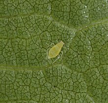 Small pale green Pterocallis Alni aphid on a green leaf
