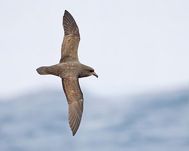 Great-winged petrel, by JJ Harrison