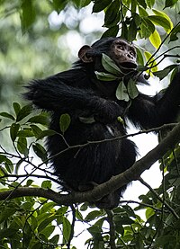 Simpanse ngambil don