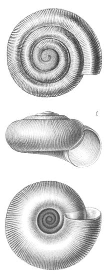 Radiodiscus patagonicus shell.jpg