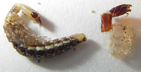 Rhaphidioptera-pupa&exuvium.jpg