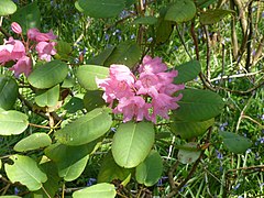 Rhododendron orbiculare.