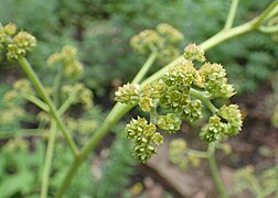 Holunderblättriges Schaublatt